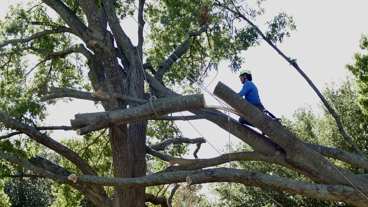 Professional Crown Thinning performed by certified arborists in Susan